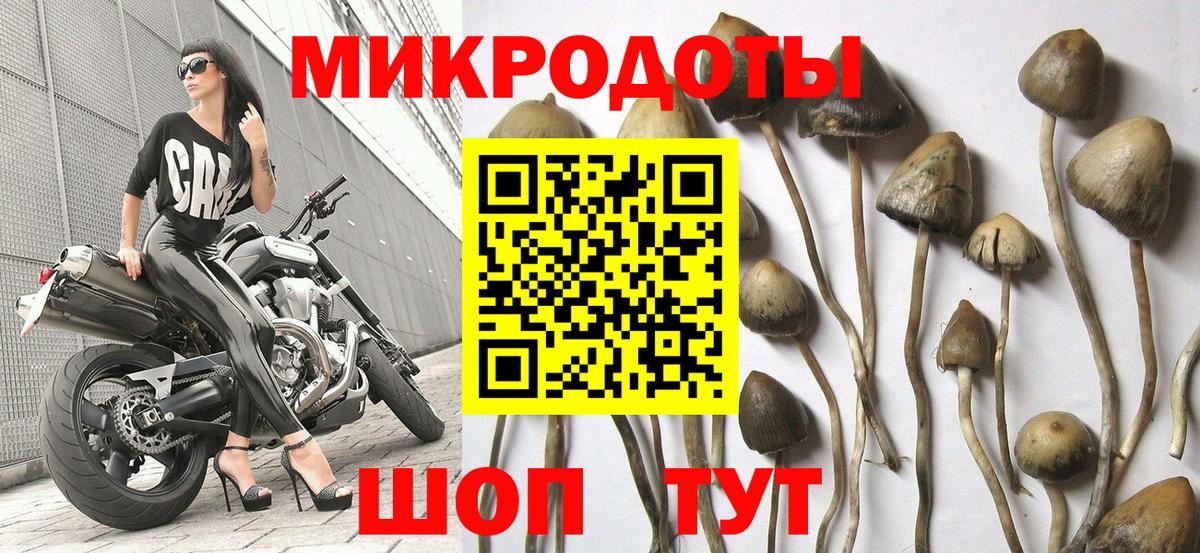 Тайшет  Галлюциногенные грибы GOLDEN TEACHER  Псилоцибиновые грибы MAGIC MUSHROOMS  Вход с VPN 